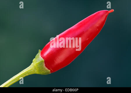 Chili, roter Pfeffer Stockfoto