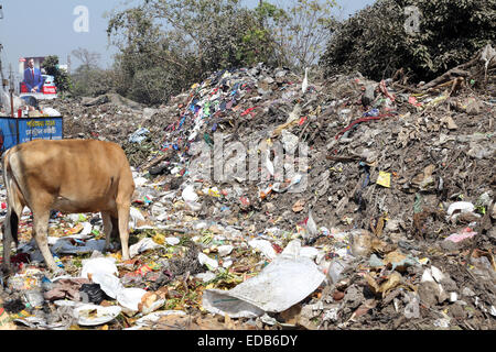 Straßen von Kalkutta. Tiere in Müllhaufen Stockfoto