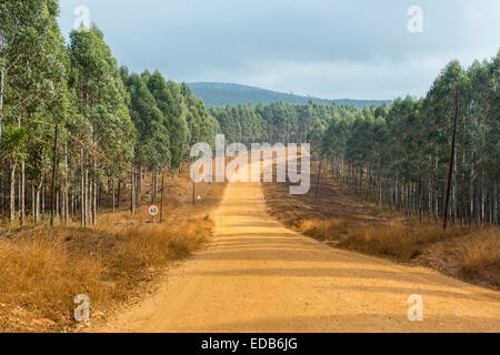 Swasiland, Afrika - Feldweg durch Industrie Hochwald in Hhohho Bezirk Stockfoto