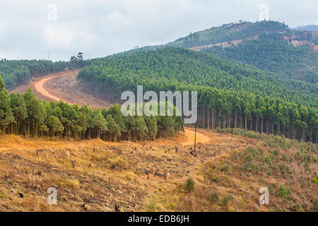 Swasiland, Afrika - Holzindustrie in Hhohho Bezirk Stockfoto