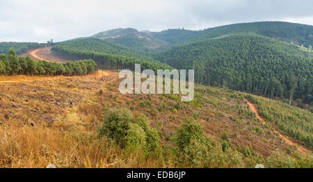 Swasiland, Afrika - Holzindustrie in Hhohho Bezirk, Baum-Plantage und Kahlschläge. Stockfoto