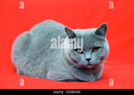 graue Britisch Kurzhaar Katze Stockfoto