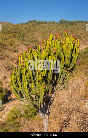 Swasiland, Afrika - Kaktus Pflanze, Phophonyane Nature Reserve. Stockfoto