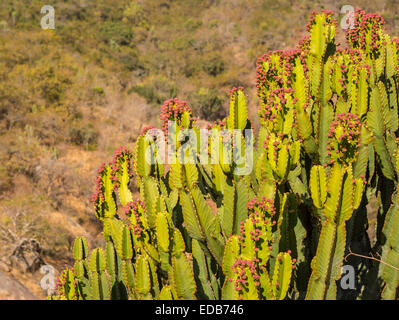 Swasiland, Afrika - Kaktus Pflanze, Phophonyane Nature Reserve. Stockfoto