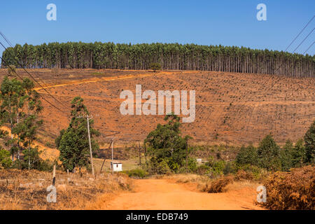 HHOHHO, Swasiland, Südafrika - Holz Industrielandschaft, Bäume und Kahlschlag. Stockfoto