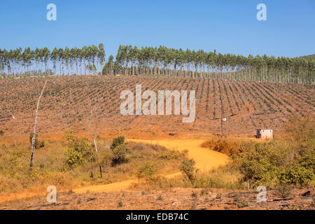 HHOHHO, Swasiland, Südafrika - Holz Industrielandschaft, Bäume und Kahlschlag. Stockfoto