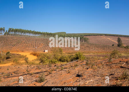 HHOHHO, Swasiland, Südafrika - Holz Industrielandschaft, Bäume und Kahlschlag. Stockfoto