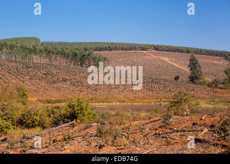 HHOHHO, Swasiland, Südafrika - Holz Industrielandschaft, Bäume und Kahlschlag. Stockfoto