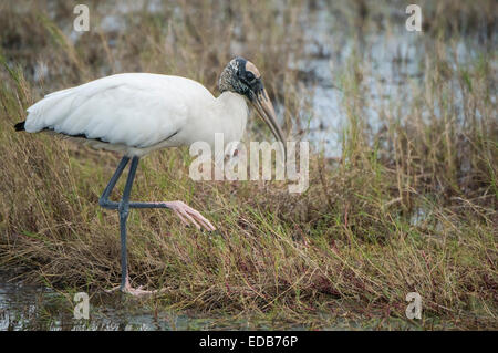 am schwarzen Punkt Wildlife Drive, Merritt Island NWR Stockfoto