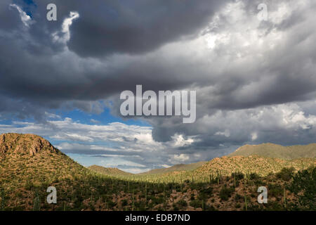 Herrlichen Blick über die weite Landschaft von Arizona, Sommer Monsun Wolken über Saguaro National Park West, Tucson Stockfoto