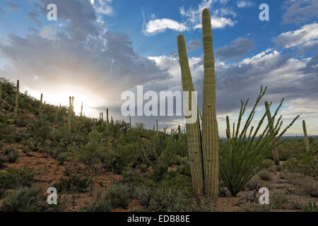 Monsun Wolken über Saguaro National Park West, Tucson, Arizona Stockfoto