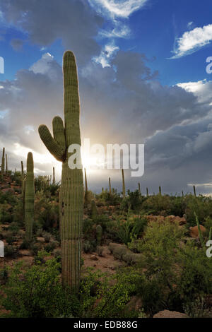 Monsun Wolken über Saguaro National Park West, Tucson, Arizona Stockfoto