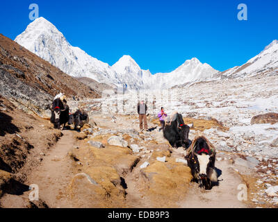 Yaks neben dem Khumbu-Gletscher in der Nähe von Everest Base Camp in Nepal Stockfoto