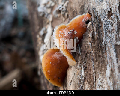 Flammulina velutipes - Die samtene Schaft Pilz kann oft wachsen auf verrottenden Baumstümpfen im Winter. Genießbare betrachtet. Stockfoto