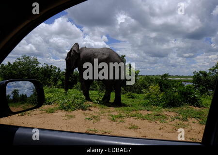 Afrikanische stier Elefant (loxodonta Africana) durch das Fenster fotografiert steht neben der Straße ein Fahrzeug mit vier Rädern geht. Chobe Botswana. Stockfoto