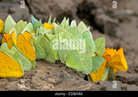 Schlamm - puddling Schmetterlinge (aphrissa sp., phoebis Schwefel hat, itaballia demophile) Tambopata National Reserve, Madre de Dios, Peru Stockfoto