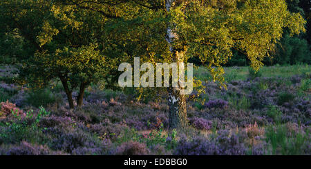 Birke mit blühender Heide im Abendlicht, Wahn Heath, North Rhine-Westphalia, Deutschland Stockfoto