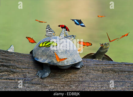 Schmetterlinge schweben über einer gelb-spotted Amazon river Schildkröte, Tambopata National Reserve, Madre de Dios, Peru Stockfoto