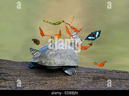 Schmetterlinge schweben über einer gelb-spotted Amazon river Schildkröte, Tambopata National Reserve, Madre de Dios, Peru Stockfoto