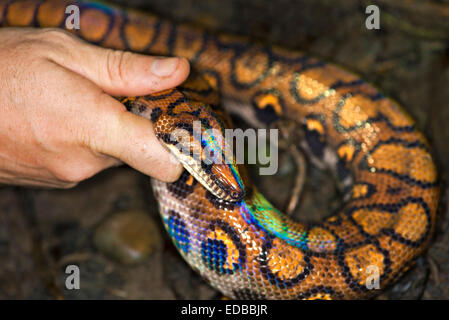 Frisch gemausert Rainbow Boa (Epicrates Cenchria), Tambopata National Reserve, Madre De Dios, Peru Stockfoto