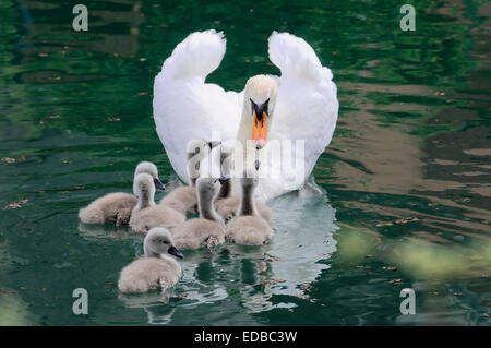 Höckerschwan (Cygnus Olor), erwachsenes Weibchen mit Cygnets, Altmühl Fluss, Bayern, Deutschland Stockfoto