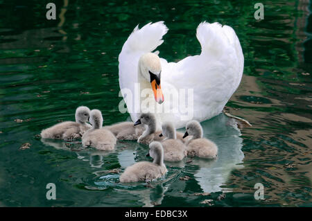 Höckerschwan (Cygnus Olor), erwachsenes Weibchen mit Cygnets, Altmühl Fluss, Bayern, Deutschland Stockfoto