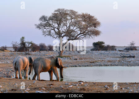 Afrikanische Elefanten (Loxodonta Africana), Okaukuejo Wasserloch, Etosha Nationalpark, Namibia Stockfoto