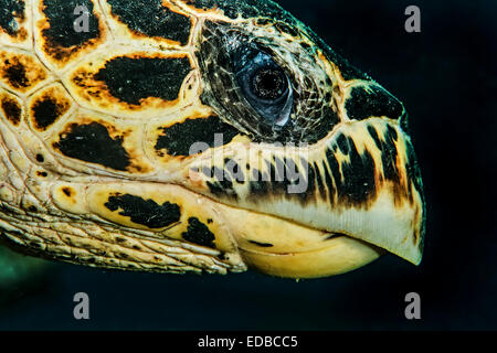 Hawksbill Karettschildkröte (Eretmochelys Imbricata), Indischer Ozean, Mayotte Stockfoto