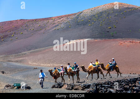 Dromedar Kamele, Wohnwagen mit Touristen in die Vulkanlandschaft des Montanas del Fuego im Timanfaya-Nationalpark Stockfoto