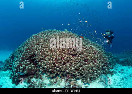 Taucher auf der Suche bei großen Kuppel Coral (Porites Nodifera), Great Barrier Reef, Pazifik, Australien Stockfoto