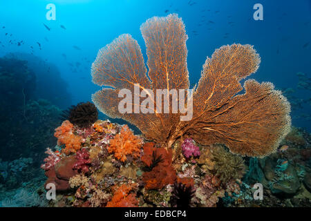 Korallenriff-Dach mit großen Gorgonie (Annella Mollis), verschiedene Weichkorallen (Alcyonacea), Steinkorallen (Scleractinia) Stockfoto