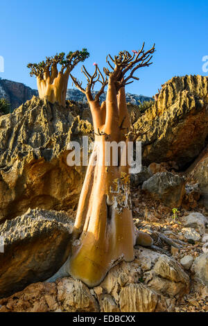 Flasche (Adenium Obesum) Bäume in Blüte, endemische Arten, Sokotra, Jemen Stockfoto