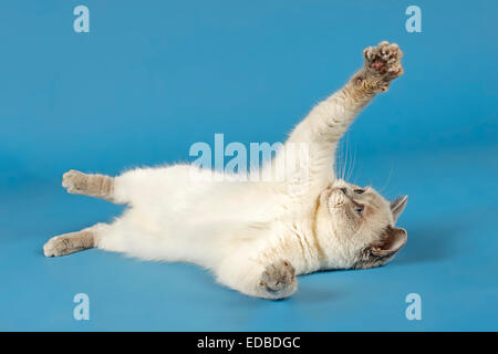 British Kurzhaar-Katze auf dem Rücken liegend Stockfoto