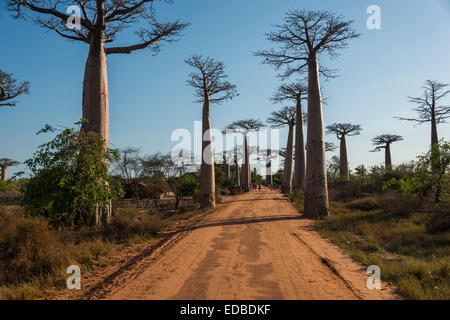 Allee der Baobabs oder Baobab-Allee, Grandidiers Baobabs (Affenbrotbäume Grandidieri), Morondava, Madagaskar Stockfoto