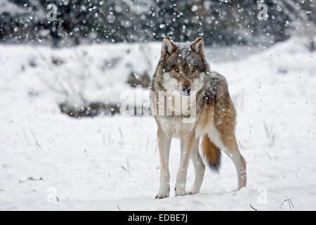 Wolf (Canis Lupus) in die fallenden Schnee, in Gefangenschaft, Deutschland Stockfoto