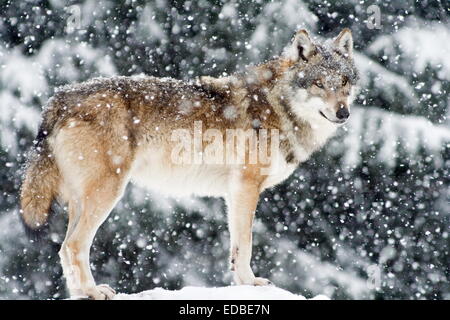 Ständigen Wolf (Canis Lupus) im fallenden Schnee, Gefangenschaft, Deutschland Stockfoto