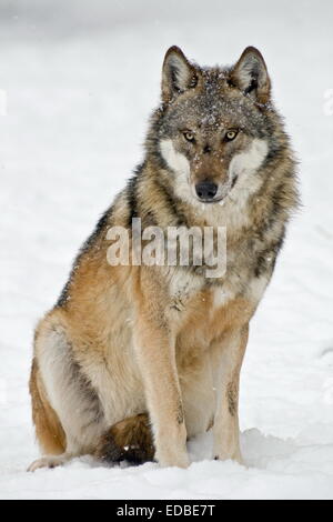 Wolf (Canis Lupus), sitzen im Schnee, Gefangenschaft, Deutschland Stockfoto