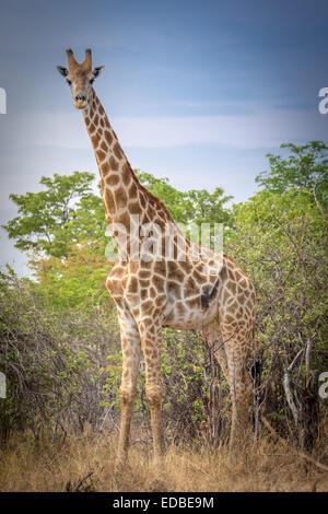 Angolanische Giraffe (Giraffa Plancius Angolensis) vor Buschland, Ghoha Hills, Chobe Nationalpark, Botswana Stockfoto