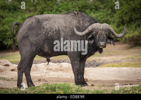 Kaffernbüffel (Syncerus Caffer) mit zwei rot-billed Oxpecker (Buphagus Erythrorhynchus) auf Kopf und Rücken, Chobe-Nationalpark Stockfoto