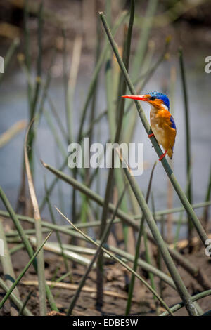 Malachit-Eisvogel (Alcedo Cristata) sitzt auf einem Grashalm am Fluss, Savuti Region, Chobe Nationalpark, Botswana Stockfoto