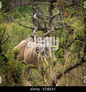 Große Kudu (Tragelaphus Strepsiceros) Fütterung im dichten Busch, Okavango Delta, Botswana Stockfoto