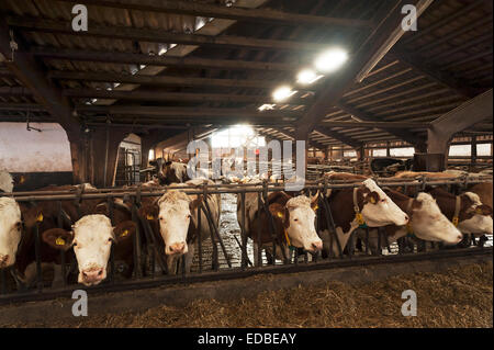 Milchkühe am Fressgitter in eine Freestall, Bayern, Deutschland Stockfoto