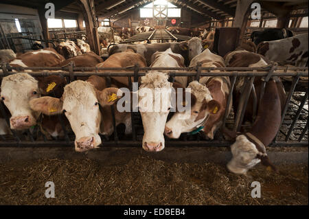 Milchkühe am Fressgitter in eine Freestall, Bayern, Deutschland Stockfoto