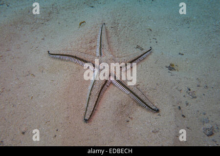 Seesterne Astropecten Bispinosus auf sandigem Grund. Gefunden Sie auf einem Tauchgang in Mgarr Ix-Xini in Malta, Mittelmeer. Stockfoto