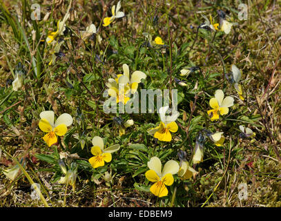 Düne Stiefmütterchen - Viola Tricolor Curtisii gemeinsame Blume von der Machair Stockfoto