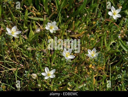 Mehr Meer-Spörgel - Spergularia Media weiße Form. Äußeren Hebriden Stockfoto