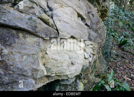 Bröckelnden Cotswold Kalkstein im stillgelegten Steinbruch, Coaley Peak mit Hartstongue Farne - Asplenium scolopendrium Stockfoto