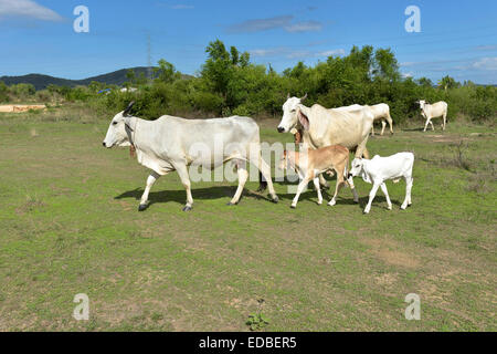 Hausrind, Kühe mit Kälbern auf einer Wiese, Hua Hin, Thailand Stockfoto