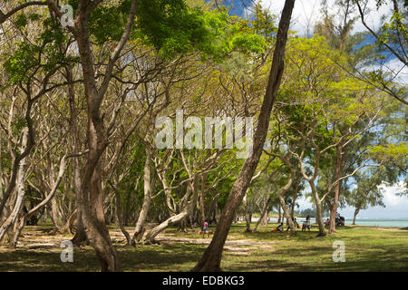 Mauritius, Le Morne, Wochenende, einheimische Picknick unter schattigen Bäumen Küsten Stockfoto