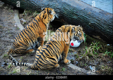 London Zoo, UK. 5. Januar 2015. Zeit für die Tiere, aufzustehen und im Gange als die jährliche Bestandsaufnahme der ISS wird gezählt werden. Tierpfleger stehen vor der Aufgabe, feststellend, dass jedes Säugetier, Vogel, Reptilien, Fische und Wirbellosen im Zoo. Bildnachweis: Malcolm Park Leitartikel/Alamy Live-Nachrichten Stockfoto